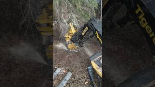 Tigercat faller throws down heavy tree logging tigercat fellerbuncher working machinery [upl. by Yadahs751]