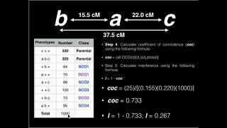 Genetics Linkage Problem 1 Map Distance Coefficient of Coincidence and Interference [upl. by Hairehcaz]