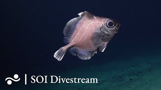 Seamount quotSolitoquot Shallow  SOI Divestream 645 [upl. by Etat]