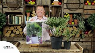 Hardy Fan Palm Chamaerops Humilis [upl. by Maurilla698]