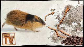 Follow The Lemming Migration [upl. by Orihakat]