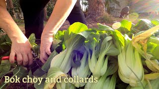 Collards and Bok Choy harvest cooking amp canning  Southern Latitudes [upl. by Sima125]