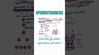 Spermatogenesis  class12th  NEET [upl. by Nortal]