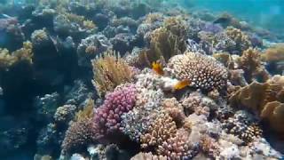 schnorcheln  snorkeling Gassous Bay  Safaga  Ägypten  egypt  red sea coral sun beach F021217 [upl. by Aniwde]