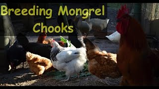 Raising Cross Bred Mongrel Chickens [upl. by Aneerahs]