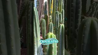 After a few weeks of soaking in the hot tub the “Trichatio” is looking so good cactusjeff [upl. by Burke]