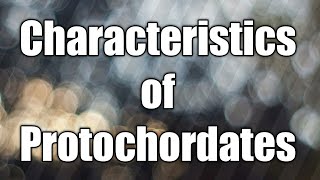 Characteristics of protochordates  protochordates [upl. by Roosevelt907]