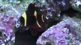 Yellowstripe Maroon Clownfish Premnas biaculeatus  LiveAquariacom [upl. by Lilah]