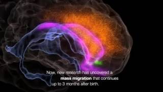 Human Neurons Continue to Migrate After Birth [upl. by Nyrmak]