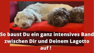 Lagotto Romagnolo die effektivste Übung für eine feste Bindung für dich und Deinen Lagotto [upl. by Lewellen]