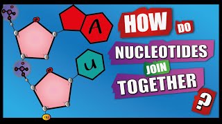 How Do Nucleotides Join Together  A Level Biology  Phosphodiester Bonds  Condensation reactions [upl. by Odradlig]