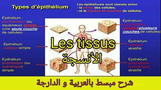 Cours 5  Les tissus epithélial et conjonctif الأنسجة [upl. by Borgeson]