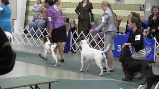 Junior showmanship Kalamazoo Erica Matherly and Mojo take the class [upl. by Uriah]