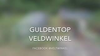 Veldwinkel Guldentop Werchter filmpje met drone beelden [upl. by Robma]