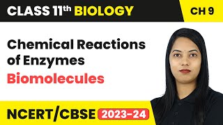 Chemical Reactions of Enzymes  Biomolecules  Class 11 Biology Chapter 9  CBSE 202425 [upl. by Kelwen]