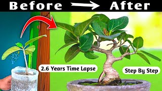 Baniyan Mame Bonsai Time Lapse 2 Year 6 Months [upl. by Pavia]