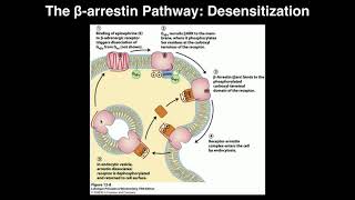 Biosignaling  Receptor Desensitization by Betaarrestin [upl. by Northey]