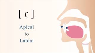 ɾ̼  voiced apical labial tap [upl. by Atin800]