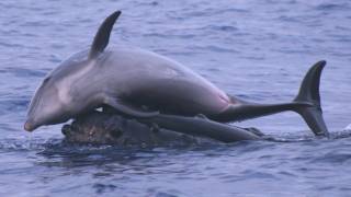 Science Bulletins Whales Give Dolphins a Lift [upl. by Lap]