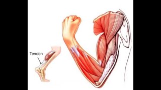 Structure antomique du tissu musculaire [upl. by Nirehtak]