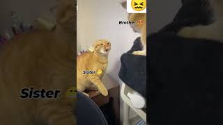 reshuvlogs voice original cat like and subscribe plz 🙏🙏🙏🙏🙏 [upl. by Borchert]