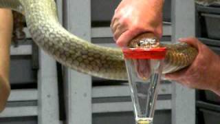 King Cobra Venom Extraction [upl. by Lette]