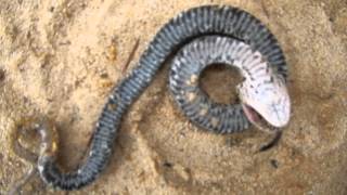 Eastern Hognose Plays Dead [upl. by Guy]