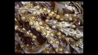 Bladderwrack Herb Benefits [upl. by Fennelly]