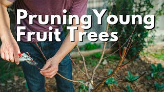 How To Prune Young Fruit Trees  Peach Apple Fig and more [upl. by Haran245]