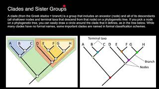 Clades and Sister taxa [upl. by Caundra]