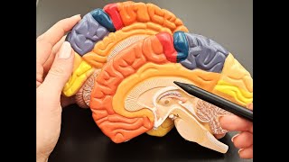 Brain Anatomy  Rapid Review of All Structures [upl. by Dyal589]