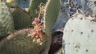 Unusual Opuntia O robusta leucotricha and leptocaulis in Gran Canaria [upl. by Phail]