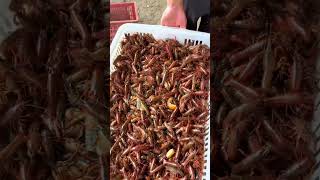 Feeding Thousands of Crayfish to Duck 👀 [upl. by Olav644]