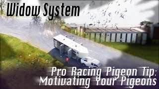 Motivating Pigeons to Get Better Race Results Widowhood System [upl. by Annah]