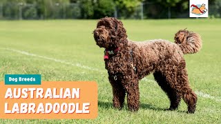 Australian Labradoodle Your Complete Guide To The First Labrador Poodle Mix [upl. by Lengel56]