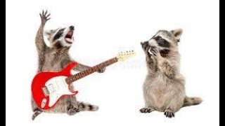 racoon plays guitar  MUST WATCH  Raccoon Lovers [upl. by Jade857]