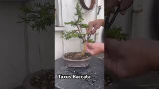 Taxus Baccata Bonsai under construction [upl. by Laurance]