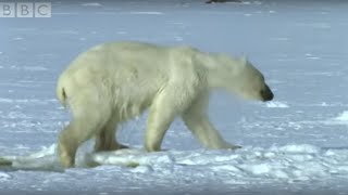 Polar Bear Hunts Beluga Whales  Blue Planet  BBC [upl. by Dorolice]