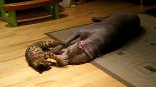 Bengal cat vs Weimaraner dog [upl. by Ventura]