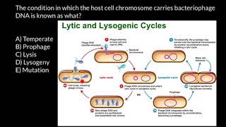 Bacteriophage life cycle [upl. by Emerick965]