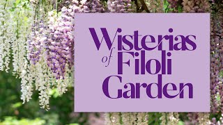 PRUNING WISTERIAS for Historic English Style Estate Garden  Walk with me through FILOLI GARDEN 2021 [upl. by Cherian]