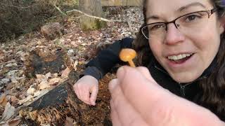 How to ID deadly Galerina mushrooms [upl. by Norym740]