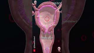 Menstrual cycle amp Ovulation Menstruation ✨‍♀️ [upl. by Compton920]