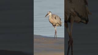 Great Blue Heron Grabs Slippery Fish shorts [upl. by Lemrej]