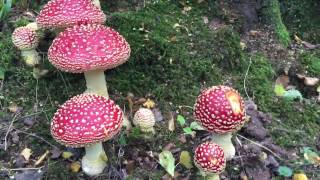 Amanita muscaria The Fly Agaric [upl. by Kosaka]