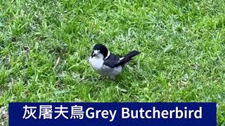 後院的鳥類三種鳥類來覓食，灰屠夫鳥Grey Butcherbird 喜鵲magpie，黃嘴食蜜鳥Yellow gaped Honeyeater。 [upl. by Amando]