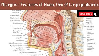 Pharynx  Extent  Relations  Parts  Boundaries  Features Anatomy mbbs education [upl. by Len]