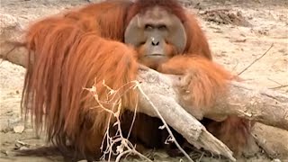 Incredible Orangutan Moments Part 2  Top 5s  BBC Earth [upl. by Eelibuj]