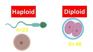 Haploid vs Diploid Cell for beginners  Difference between Haploid and Diploid Cell [upl. by Ahsiekit]