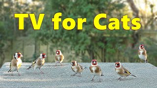 Cat TV 4K  Birds for Cats Bedlam [upl. by Haraz]